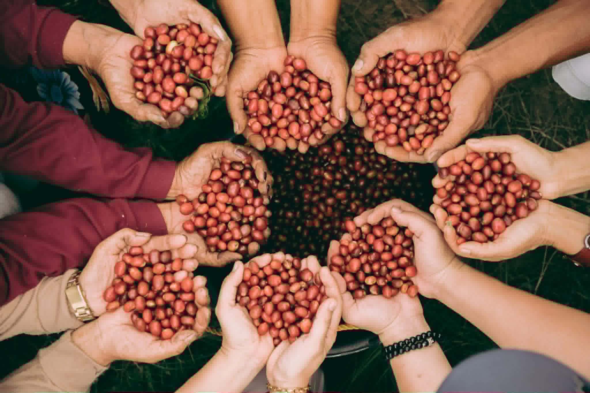 Farmers holding fresh coffee cherries